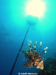 Lion Fish in the Sun.
 by Adolfo Maciocco 